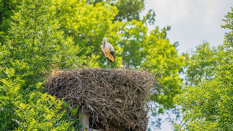 Storch