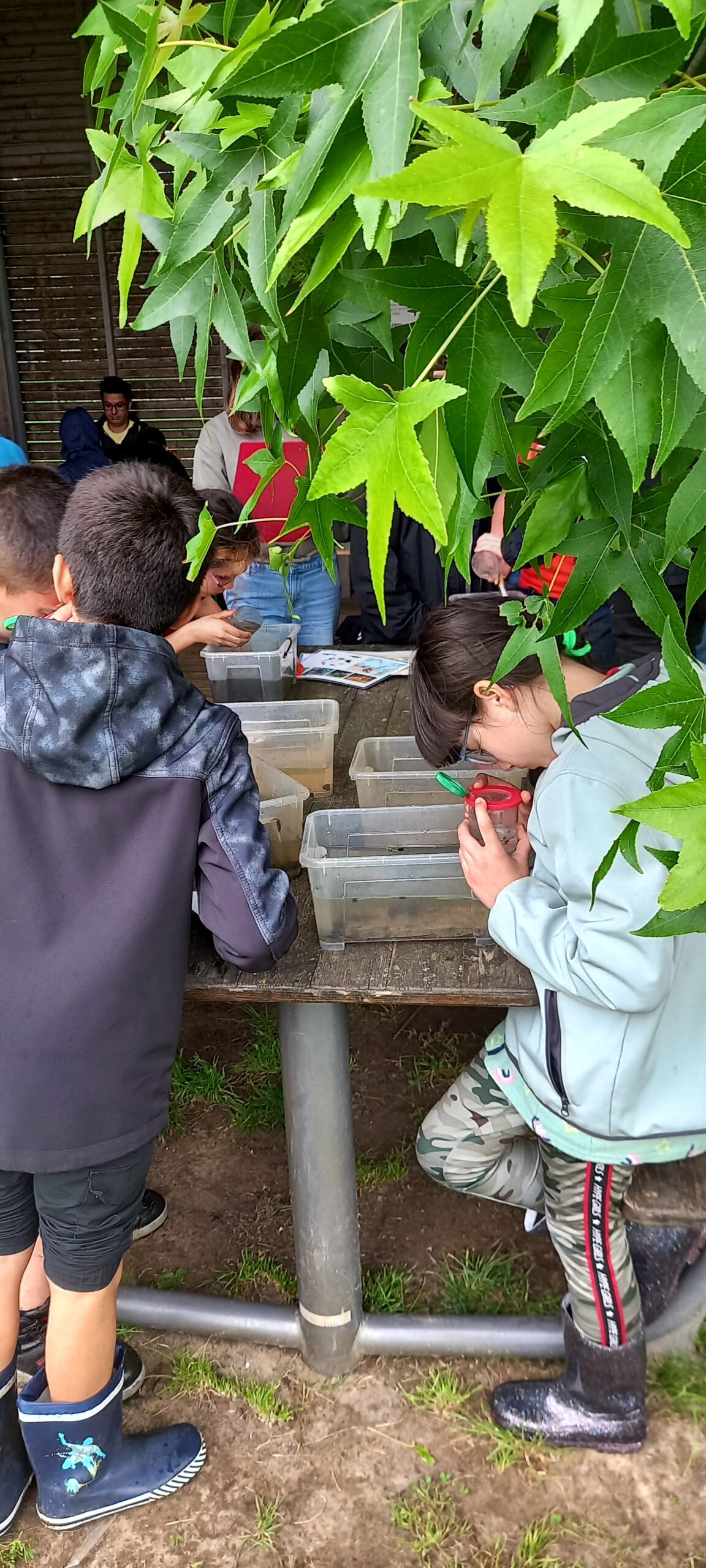 Grundschüler:innen untersuchen Wasserbewohner