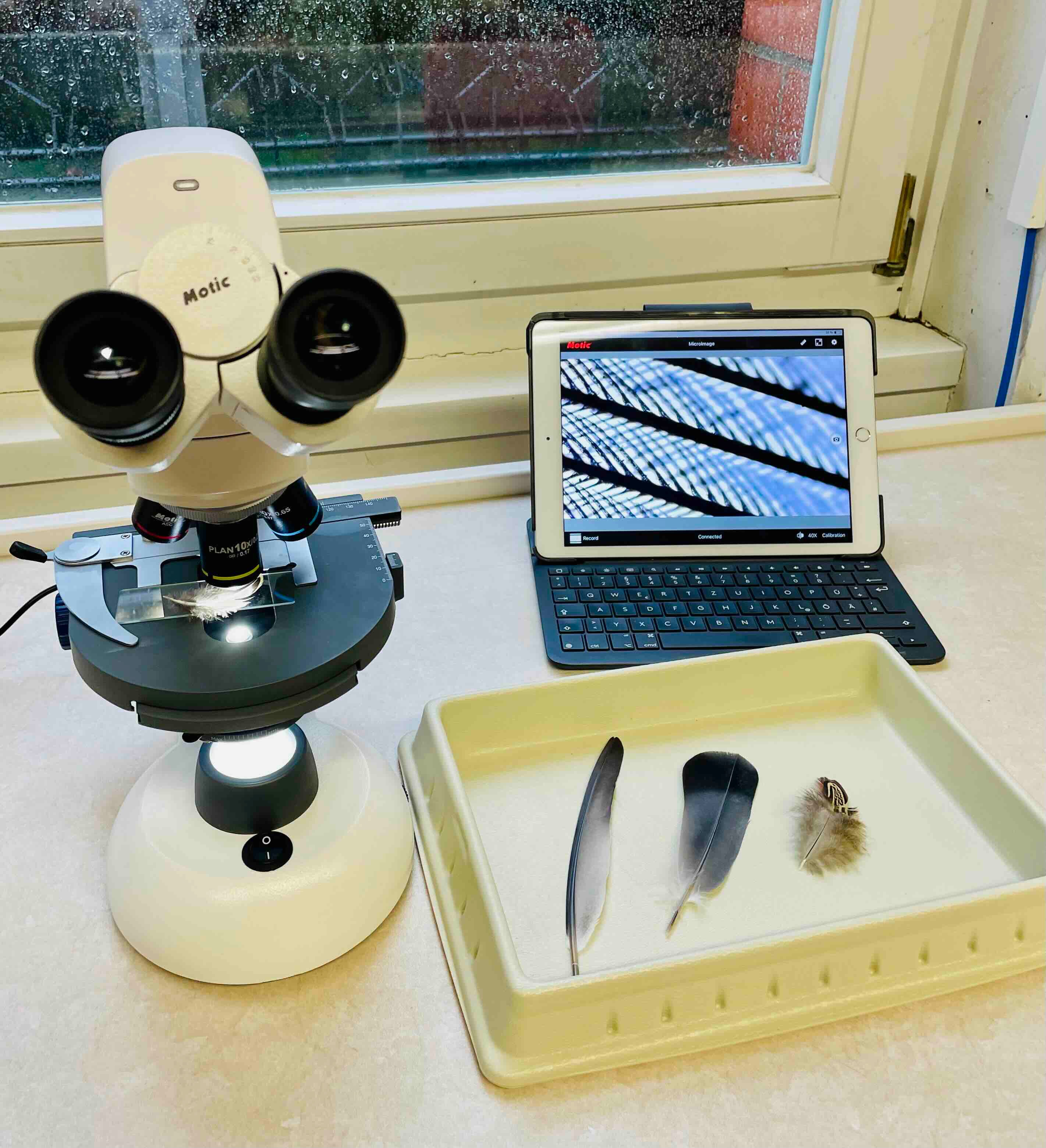 Mikroskopische Untersuchung